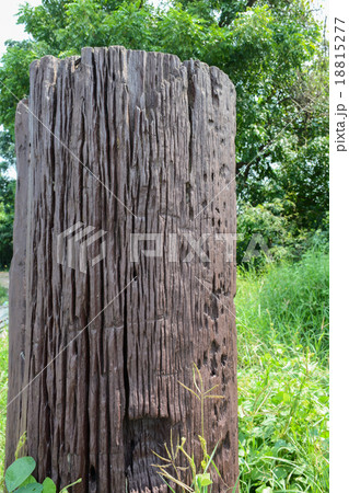 Texture of dry wood Texture of dry wood 18815277