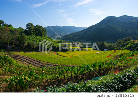 棚田 棚田 18815318