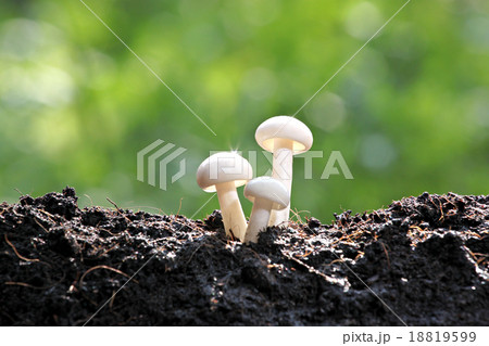White mushrooms in the backyard with the reflection. 18819599