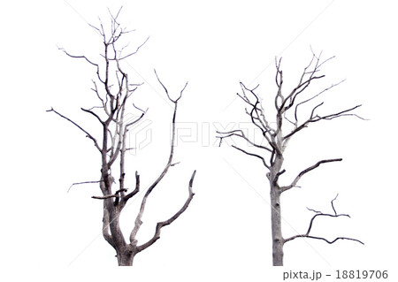 Dead tree on white background. Dead tree on white background. 18819706