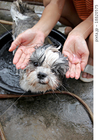 Dog and Liquid soap in hand. 18820575