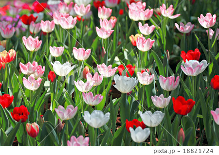 Tulip in the garden. 18821724