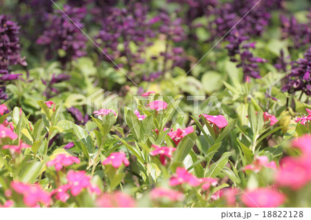 Winter flowers of colorful. Winter flowers of colorful. 18822128