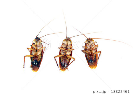 Dead Cockroaches isolated. Dead Cockroaches isolated. 18822461
