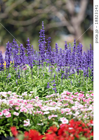 Lavender of winter. Lavender of winter. 18823141