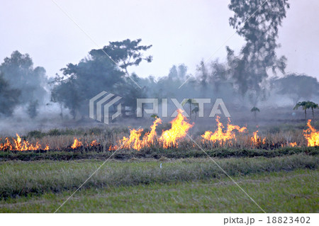 Burning the grass after harvest. 18823402