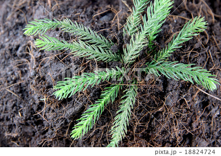 Pine tree growing on ground. Pine tree growing on ground. 18824724
