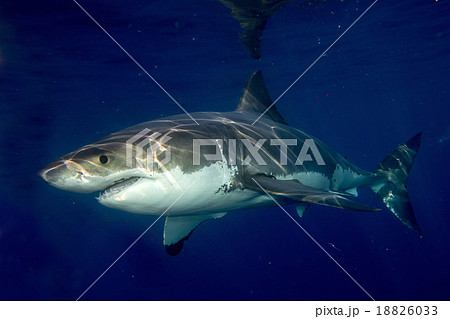 Great White shark ready to attack 18826033