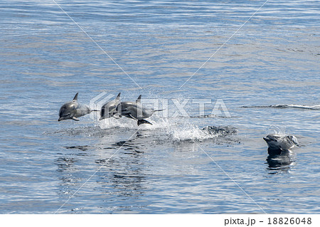 common dolphin jumping outside the ocean common dolphin jumping outside the ocean 18826048