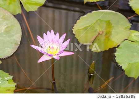 Beautiful purple lotus flower in pond Beautiful purple lotus flower in pond 18826288