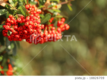 ピラカンサ 18826709