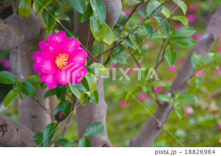 山茶花 18826964