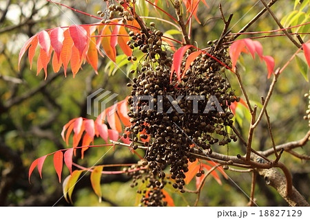 紅葉　（ハゼノキ） 18827129