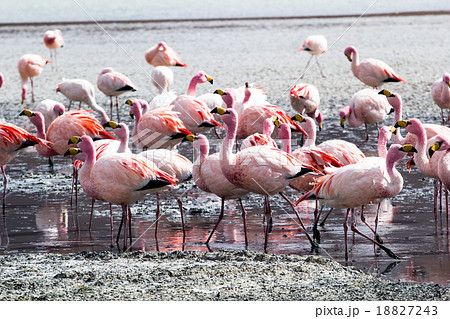 Flamingos on lake in Andes Flamingos on lake in Andes 18827243