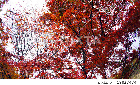 秋の高尾山 紅葉 秋の高尾山 紅葉 18827474