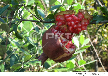 ザクロの実 18827687