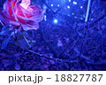薔薇　イルミネーション 18827787