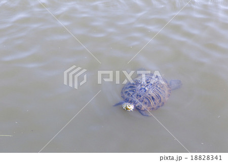 ミドリガメ 18828341