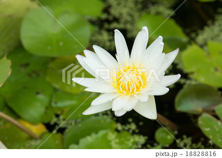 White lotus White lotus 18828816