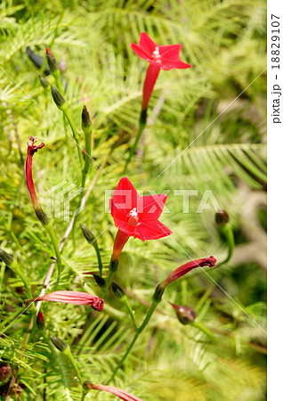 ルコウ草（赤） 18829107