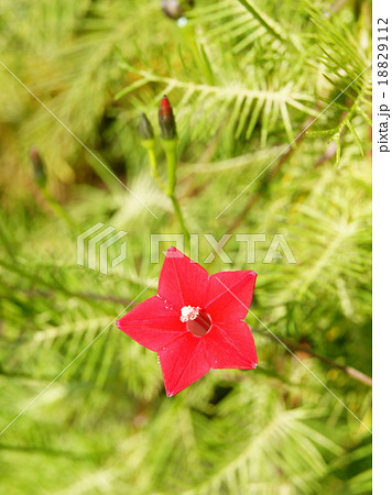 ルコウ草（赤） 18829112