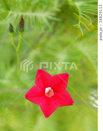 ルコウ草（赤） 18829113
