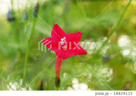 ルコウ草（赤） 18829115