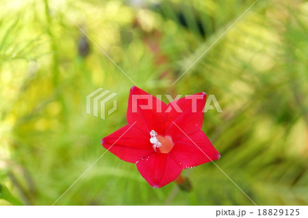 ルコウ草(赤) ルコウ草(赤) 18829125