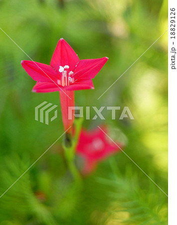 ルコウ草(赤) ルコウ草(赤) 18829126