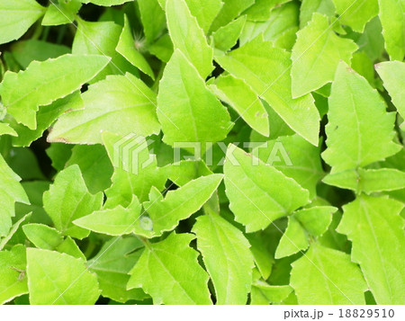 green leaf leaves tropical plant background 18829510