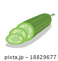 Vector cucumber and cucumber slice  18829677
