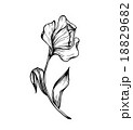 Abstract hand draw flower 18829682