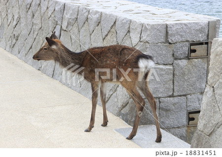 宮島に生息する「鹿」 18831451