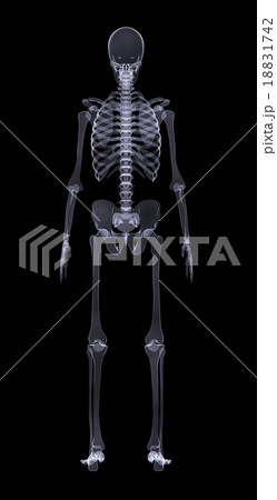 Human skeleton on black, rear view 18831742