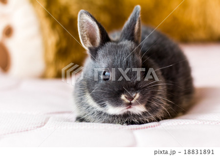 仔うさぎ 18831891
