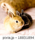 仔うさぎ 18831894