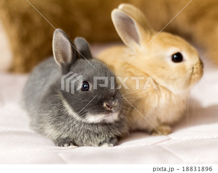 仔うさぎ 18831896