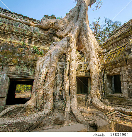 Giant tree covering stones of Ta Prohm temple 18832994