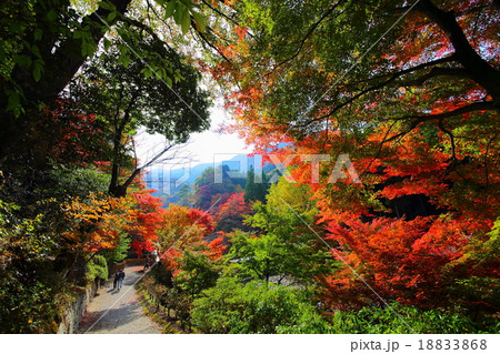 英彦山の紅葉（福岡県添田町） 18833868