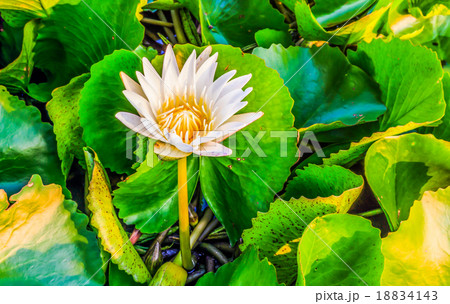 White Lotus White Lotus 18834143
