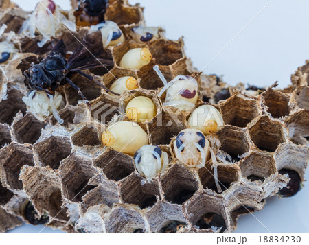 a wasp nest a wasp nest 18834230