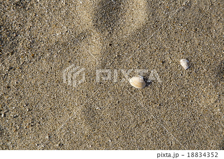 亀崎海浜緑地 砂浜と貝殻 亀崎海浜緑地 砂浜と貝殻 18834352