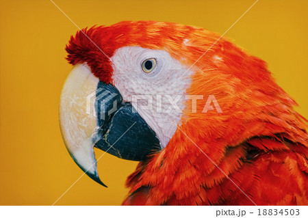 The Macaw Parrot The Macaw Parrot 18834503
