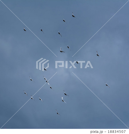 Doves in the Sky Doves in the Sky 18834507