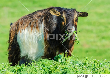 A Billy Goat 18834557