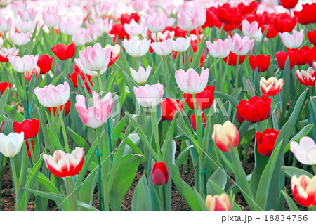 Tulip in the garden of Background. 18834766