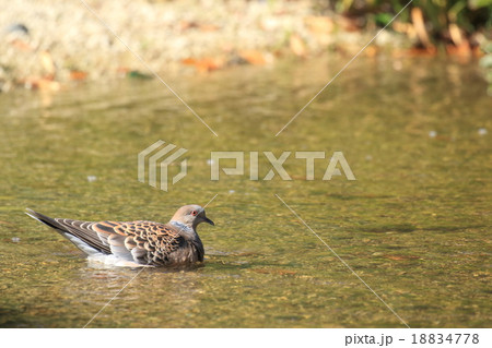 生き物　鳥類　キジバト、カモではありません。公園の池でじっくり入浴中 18834778