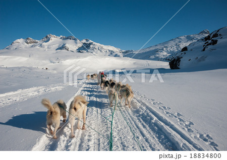 Dog sledding tour in Tasiilaq, Greenland Dog sledding tour in Tasiilaq, Greenland 18834800