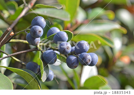 シャリンバイ（車輪梅）の実 18835343