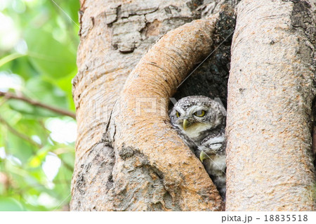 Spotted owlet in nature, Thailand 18835518